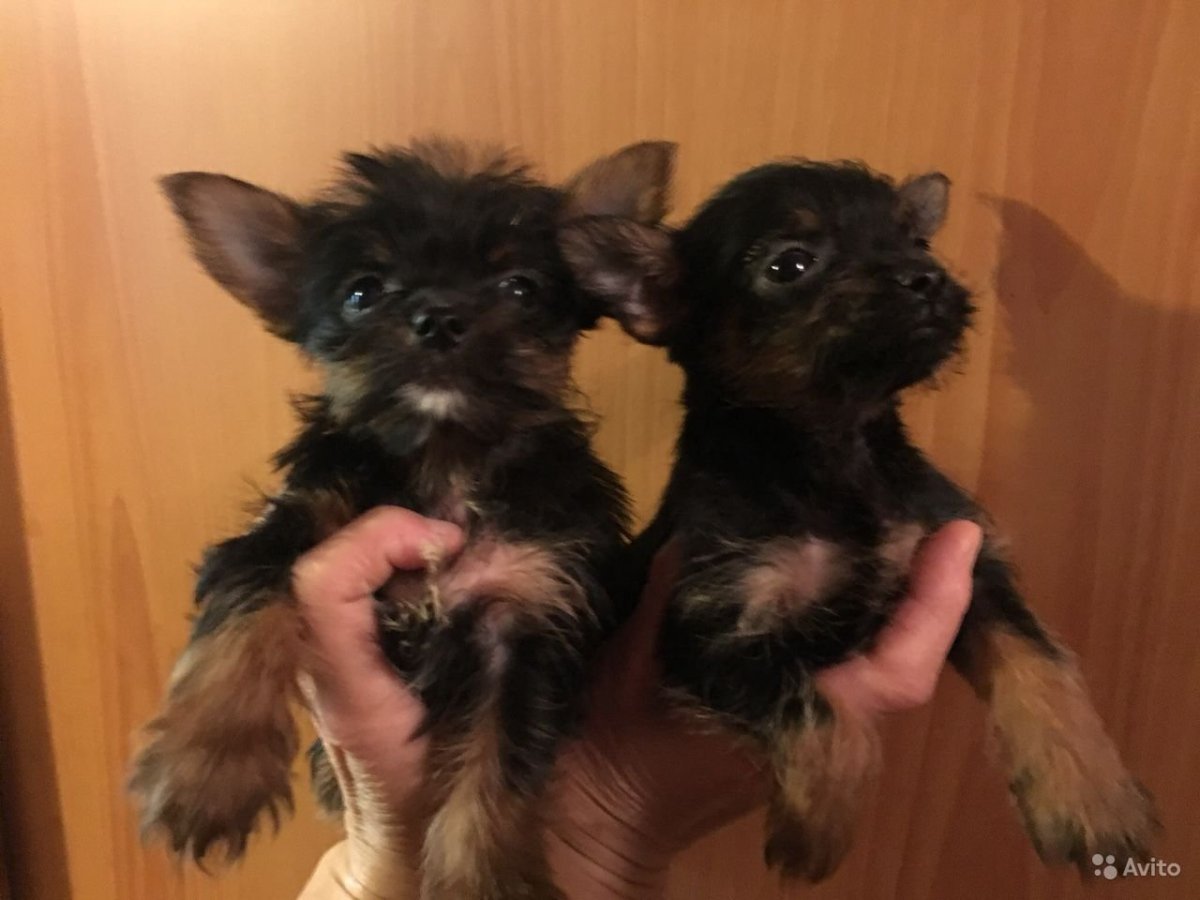 Чихуахуа и Йоркширский терьер