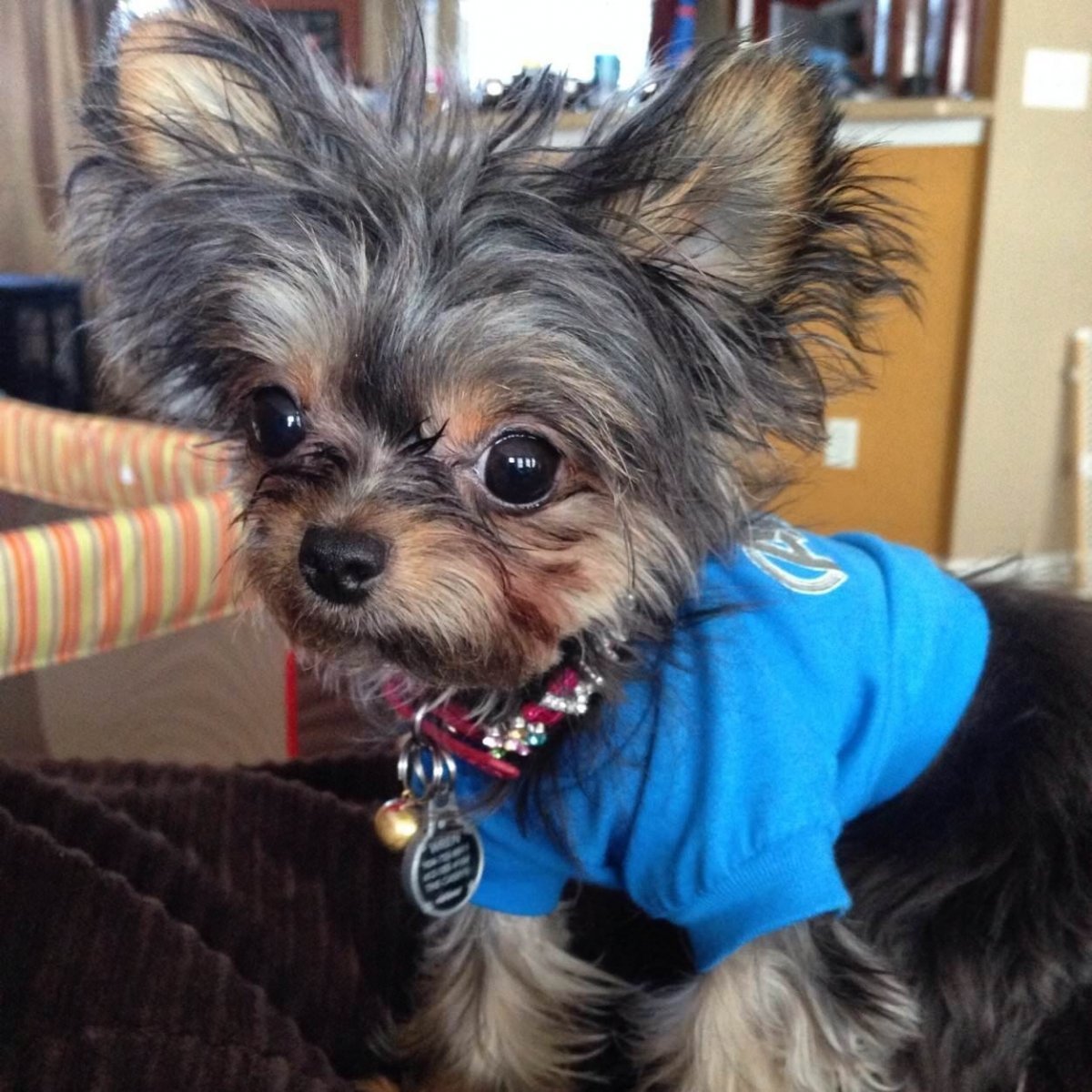 Помесь чихуахуа и йоркширского терьера