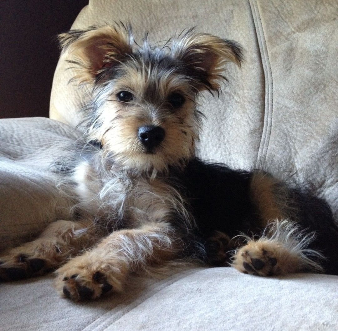 Помесь Йорка и той терьера