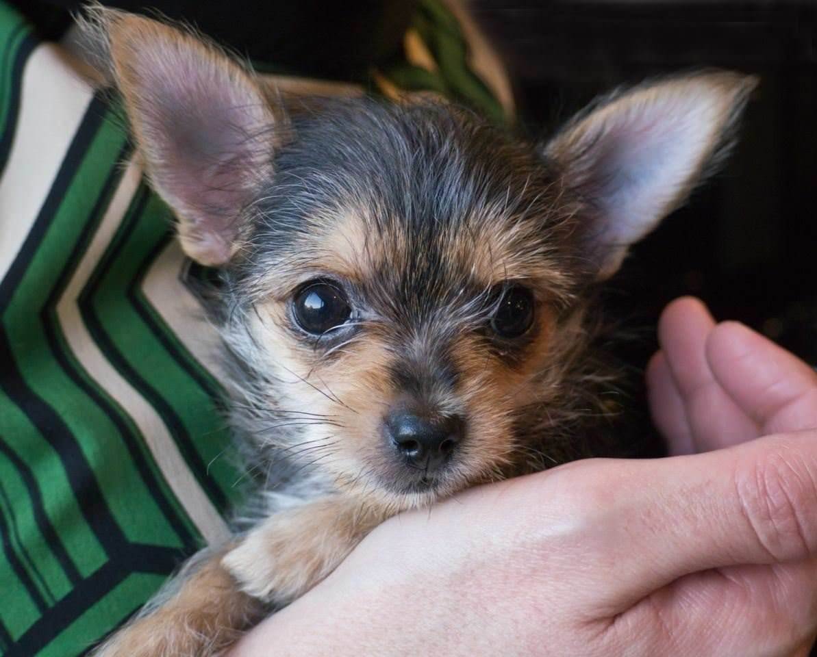 Йоркширский терьер чорки