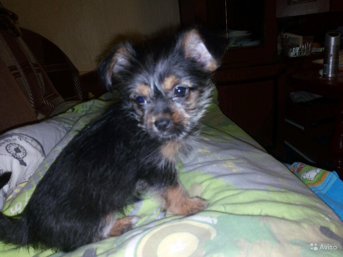 Щенок помесь чихуахуа