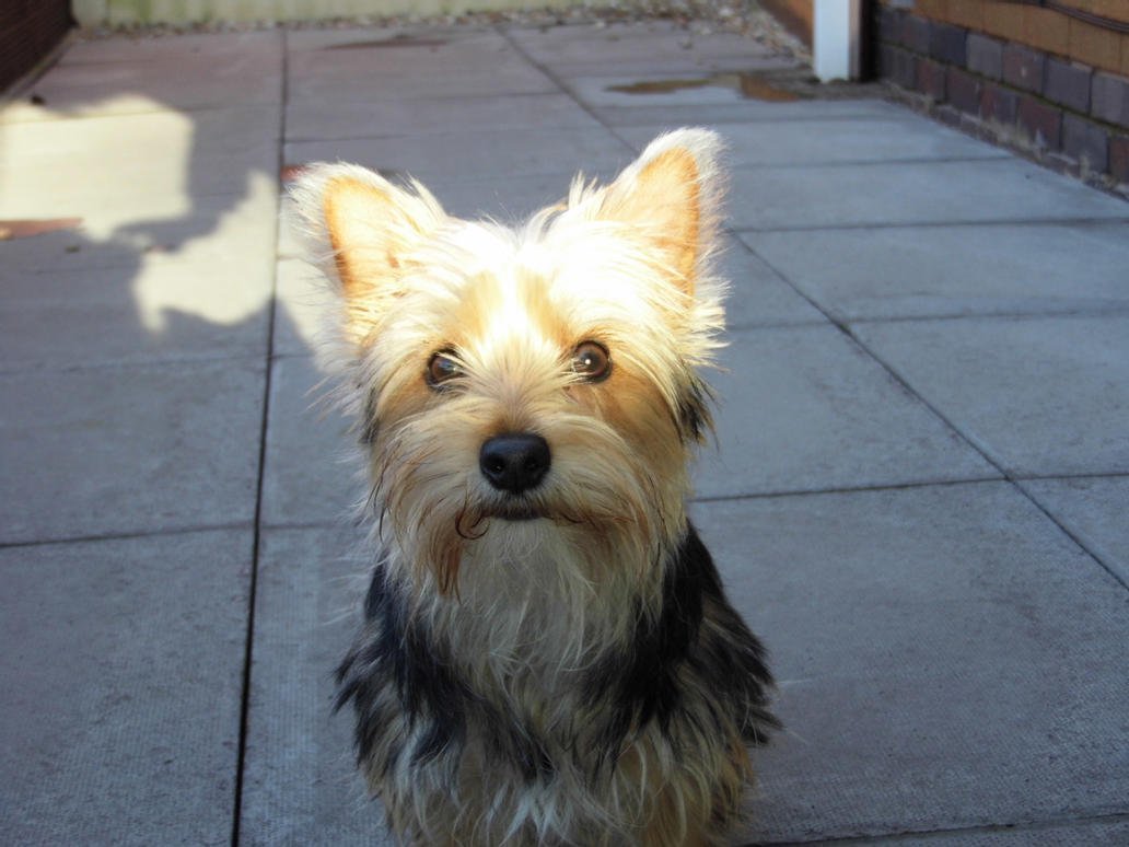 Щенок метис Йорка 2 месяца