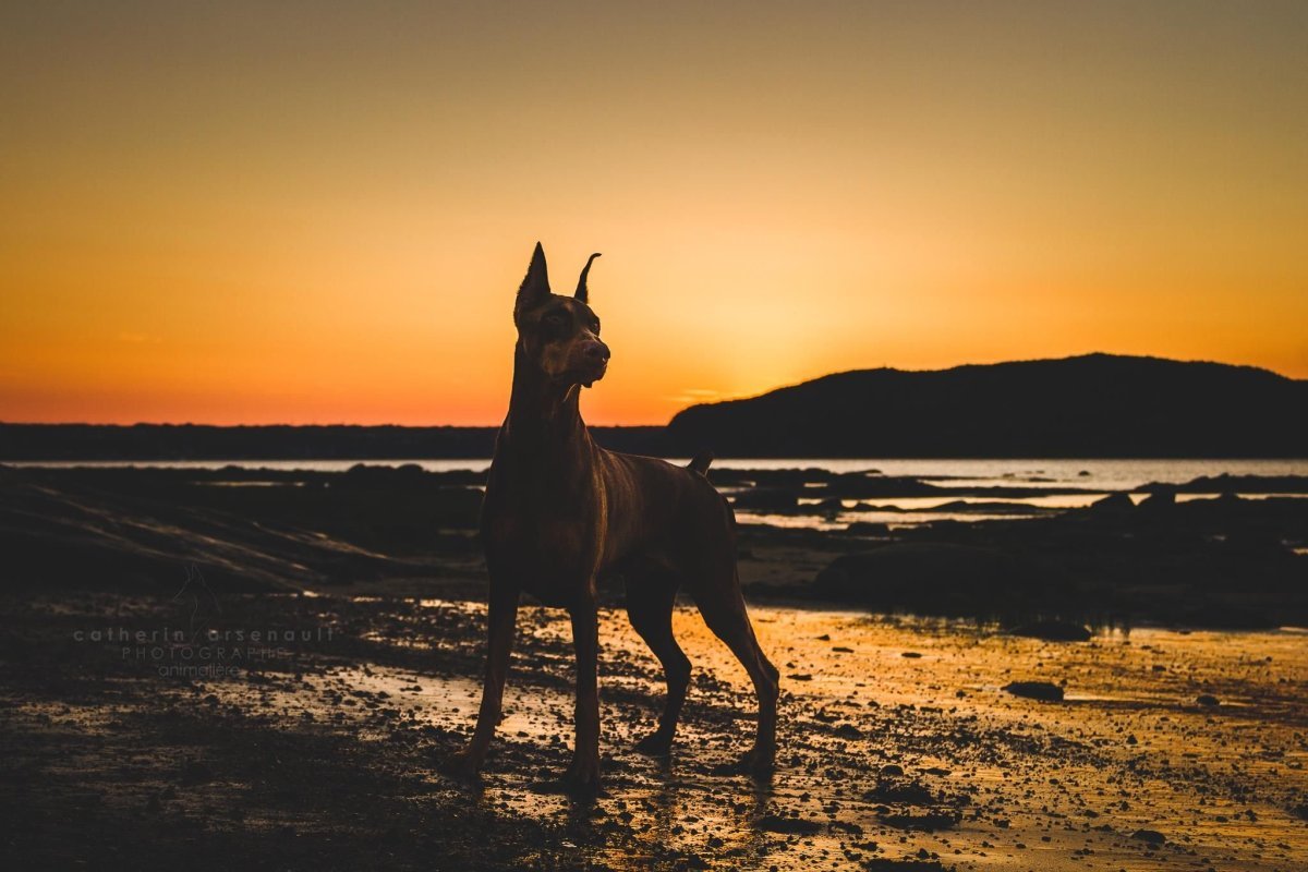 Доберман на море