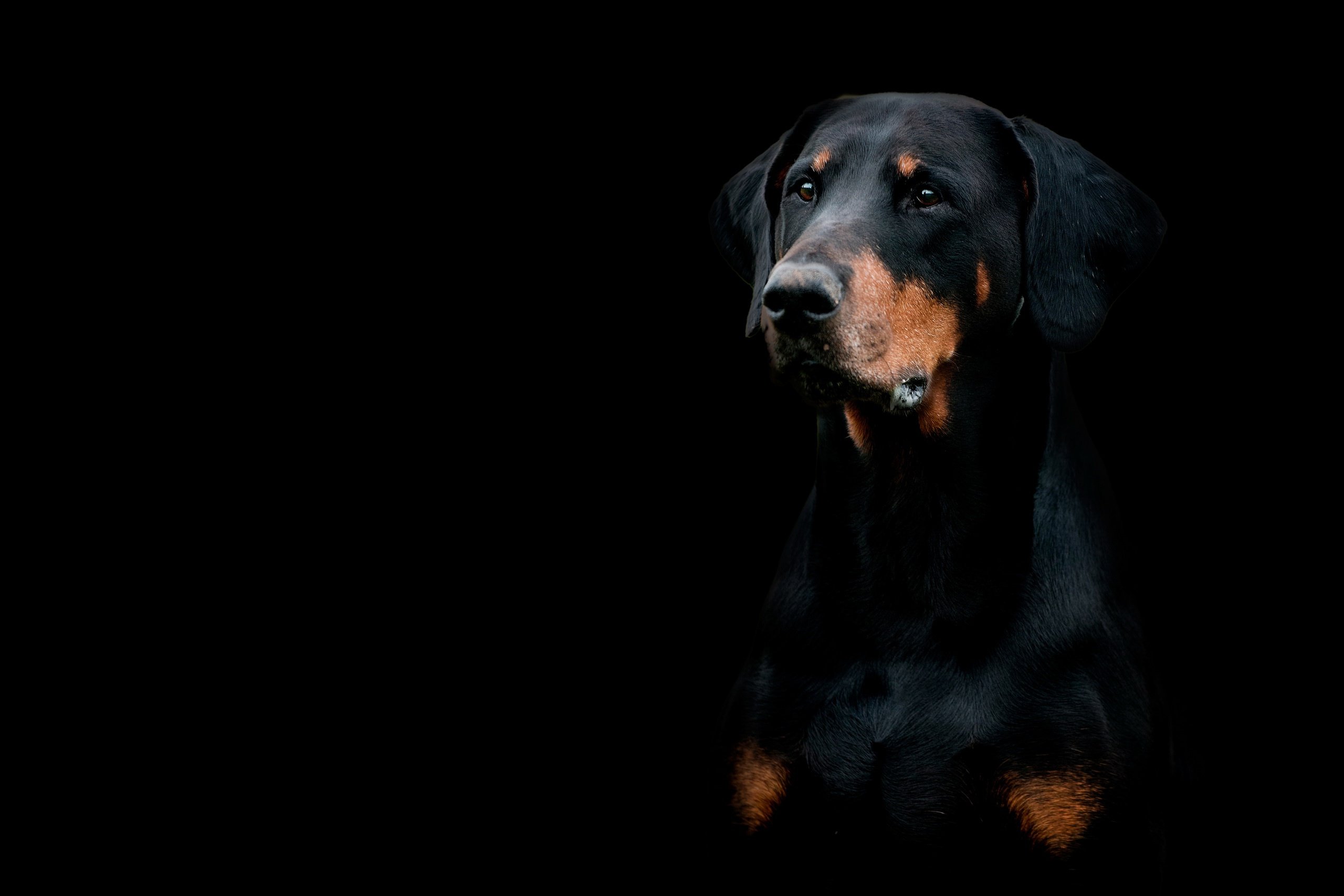 Собака на черном фоне. Доберман собака. Черная собака на черном фоне. Фото собак на черном фоне.