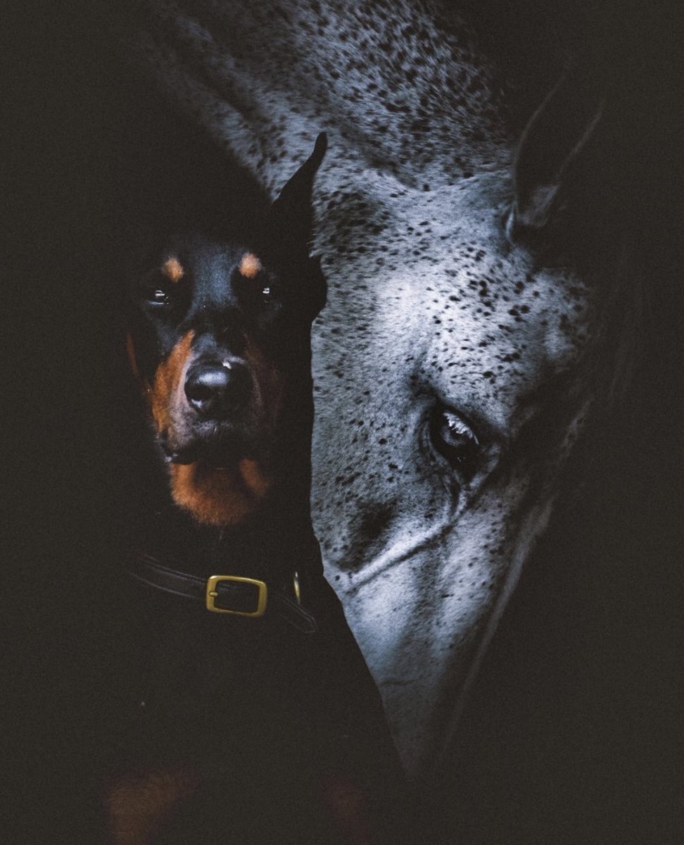 Агрессивный Доберман