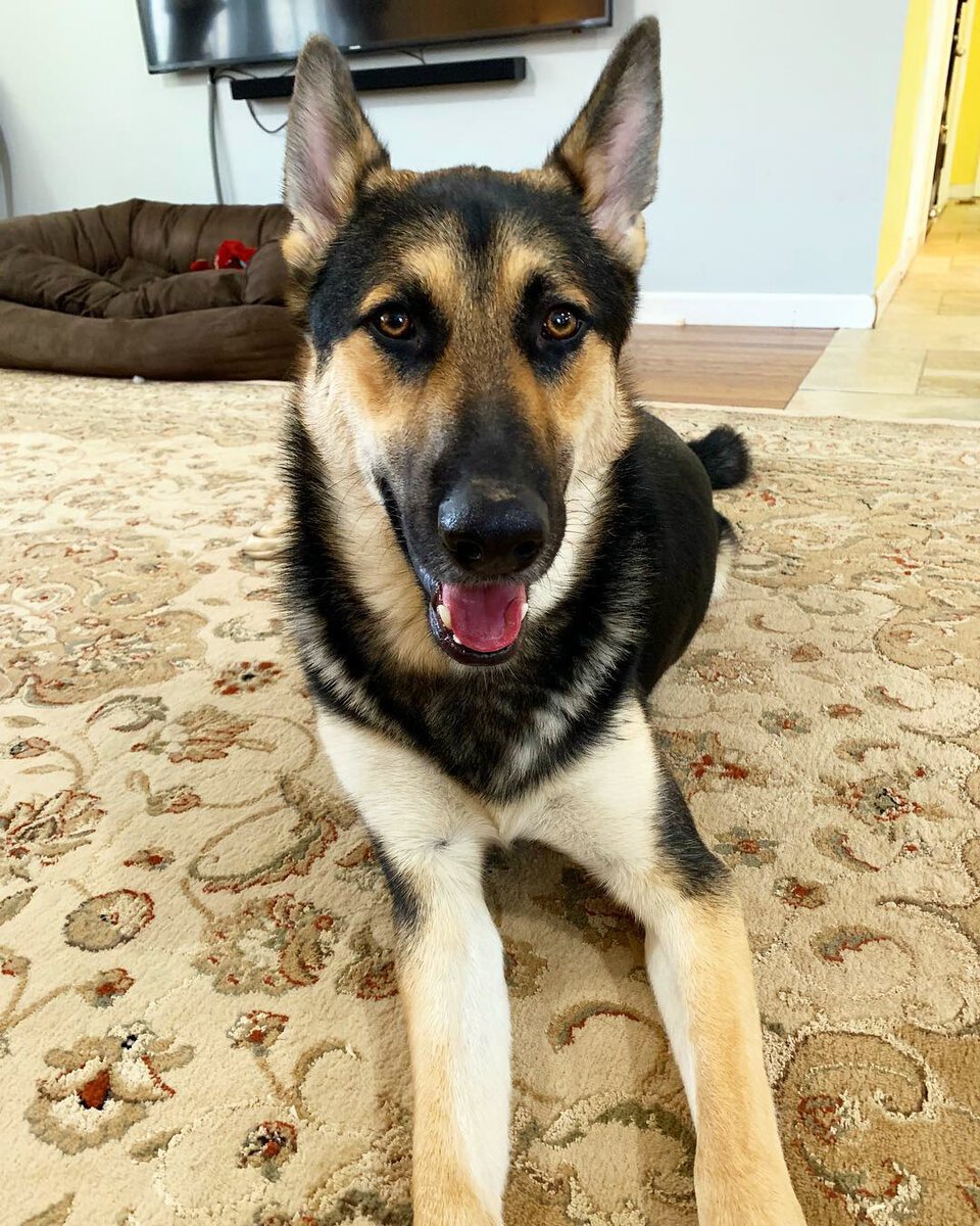 Метис хаски и овчарки