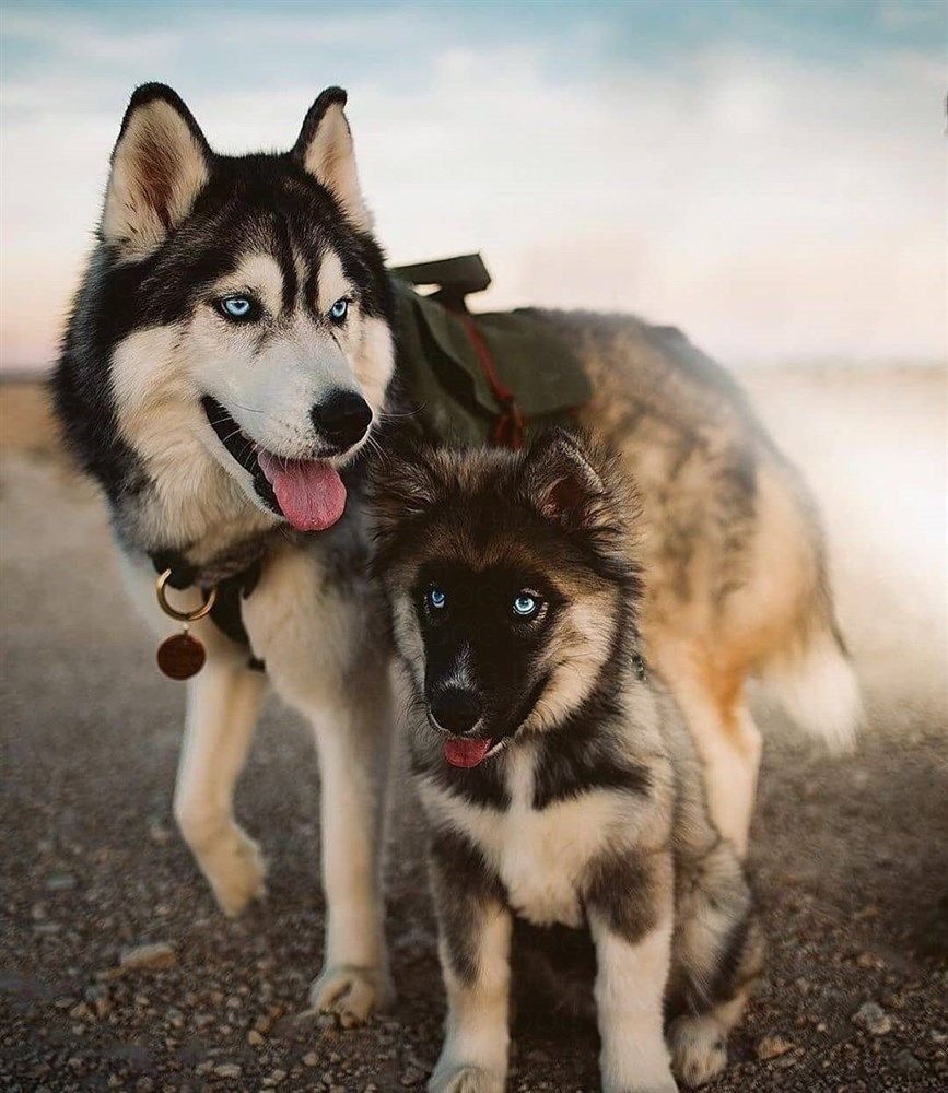 Овчарка плюс лайка