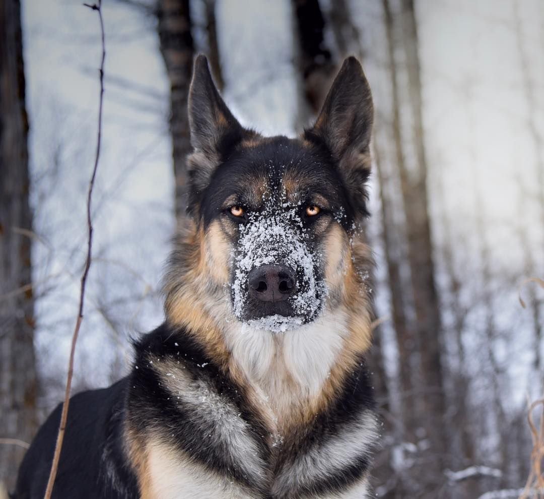 Шепси смесь немецкой овчарки и хаски