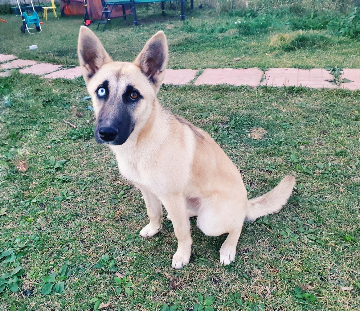 Метис хаски