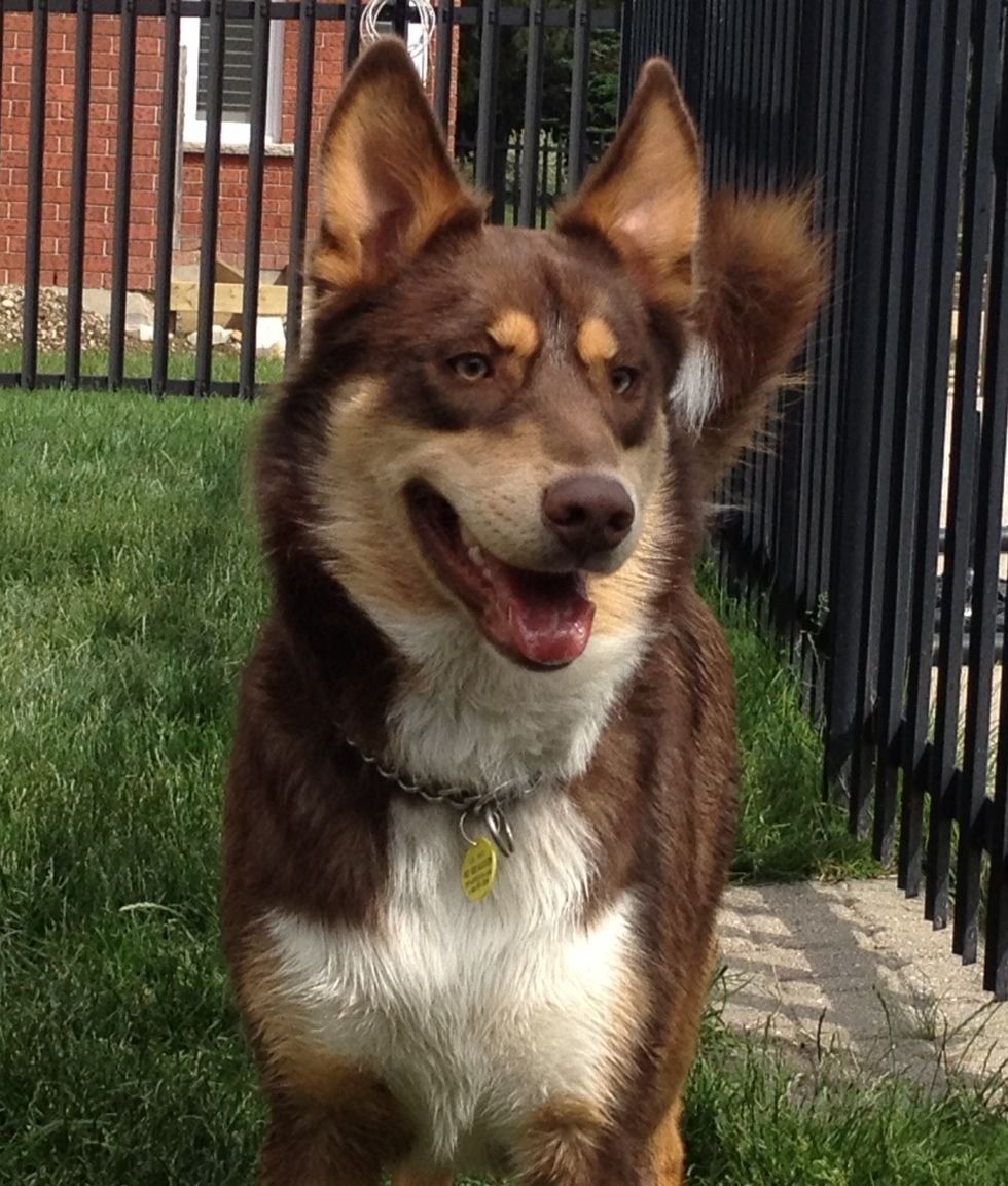 Помесь хаски и корги