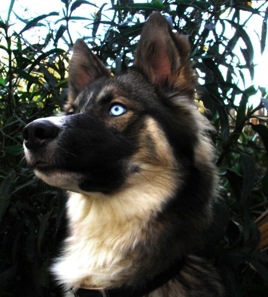 Метис хаски черный