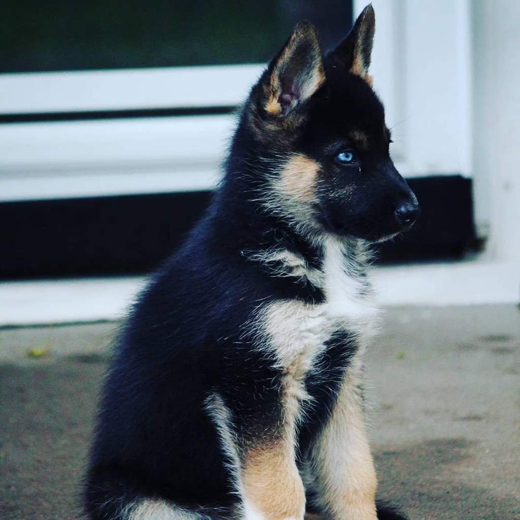 Герберийский шепски