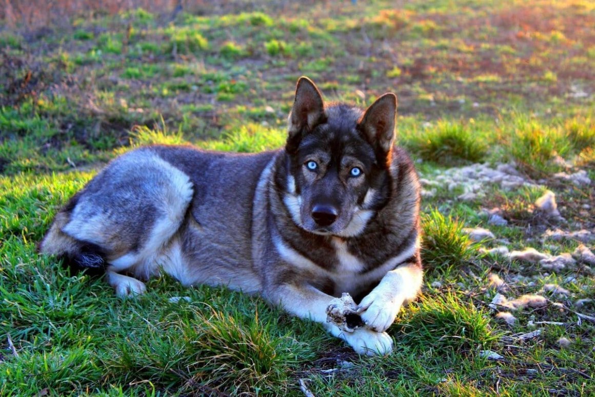 German Shepherd Husky Mix