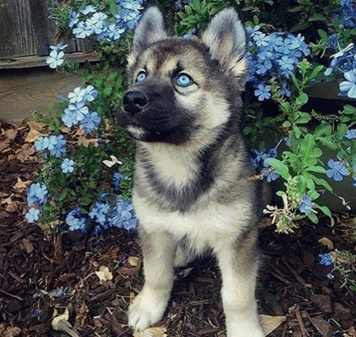 Метис хаски и овчарки