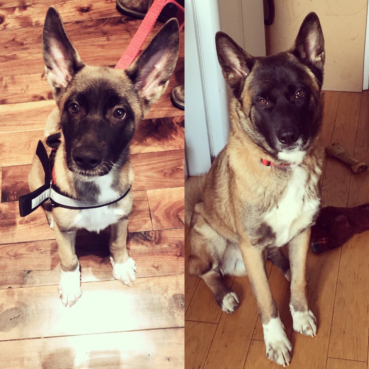 Маламут с овчаркой помесь