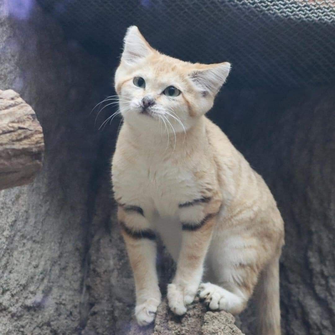 Барханный кот гибрид