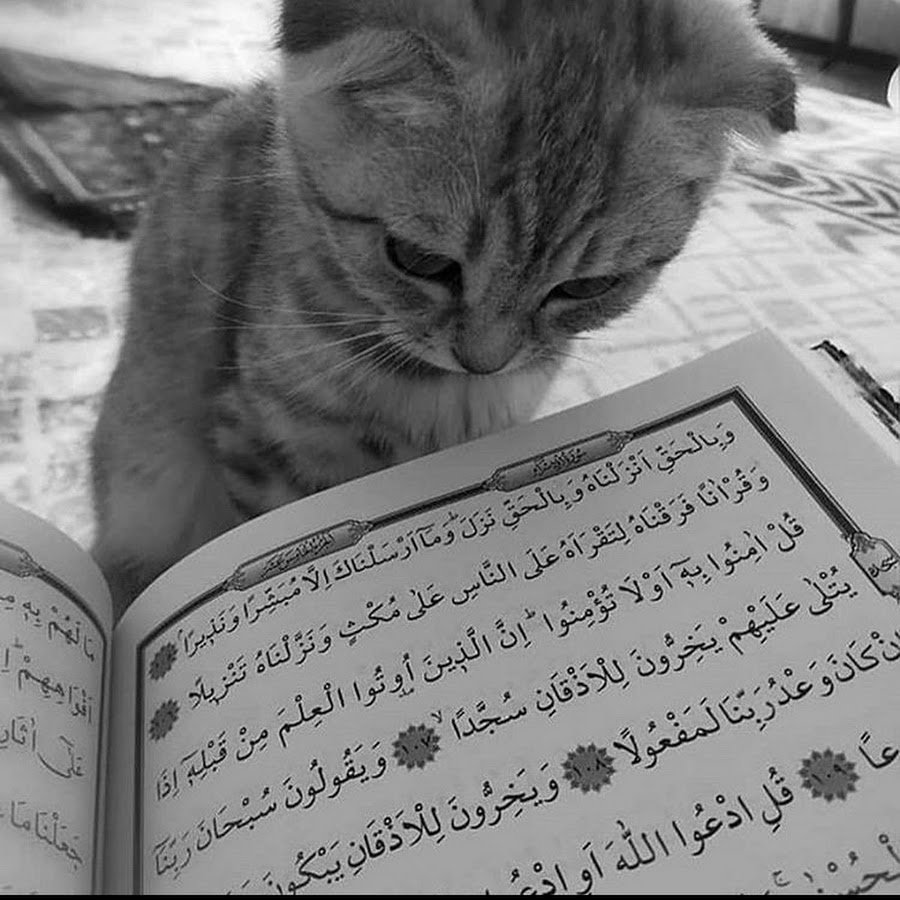 Котенок с Кораном
