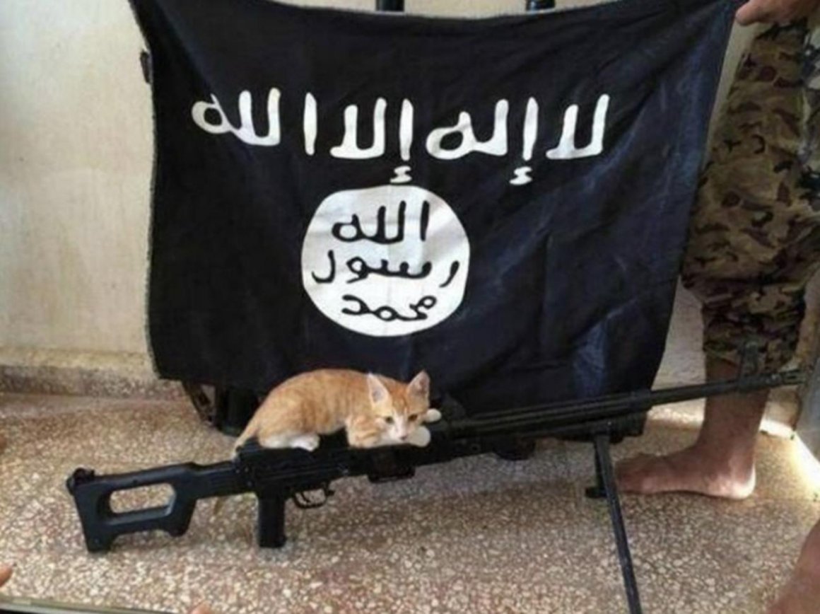 Кот террорист