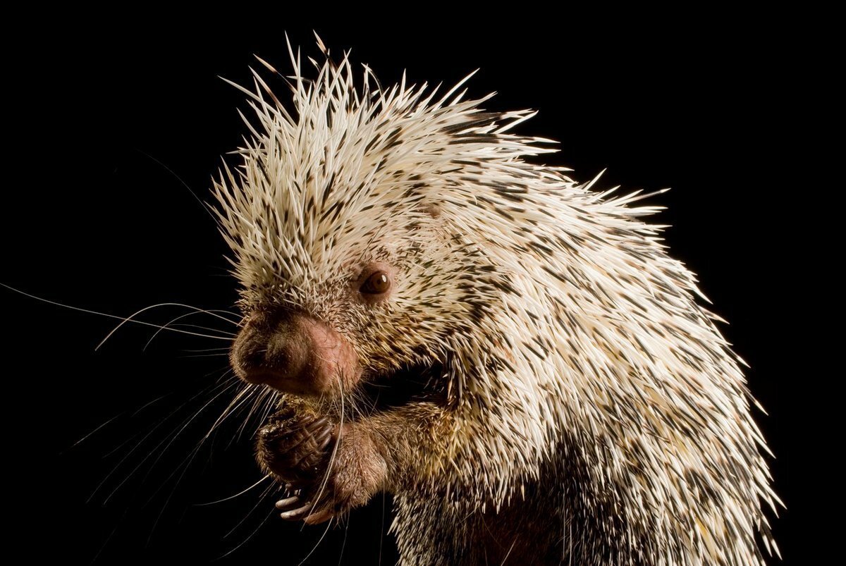 Пимпла-древесный Дикобраз