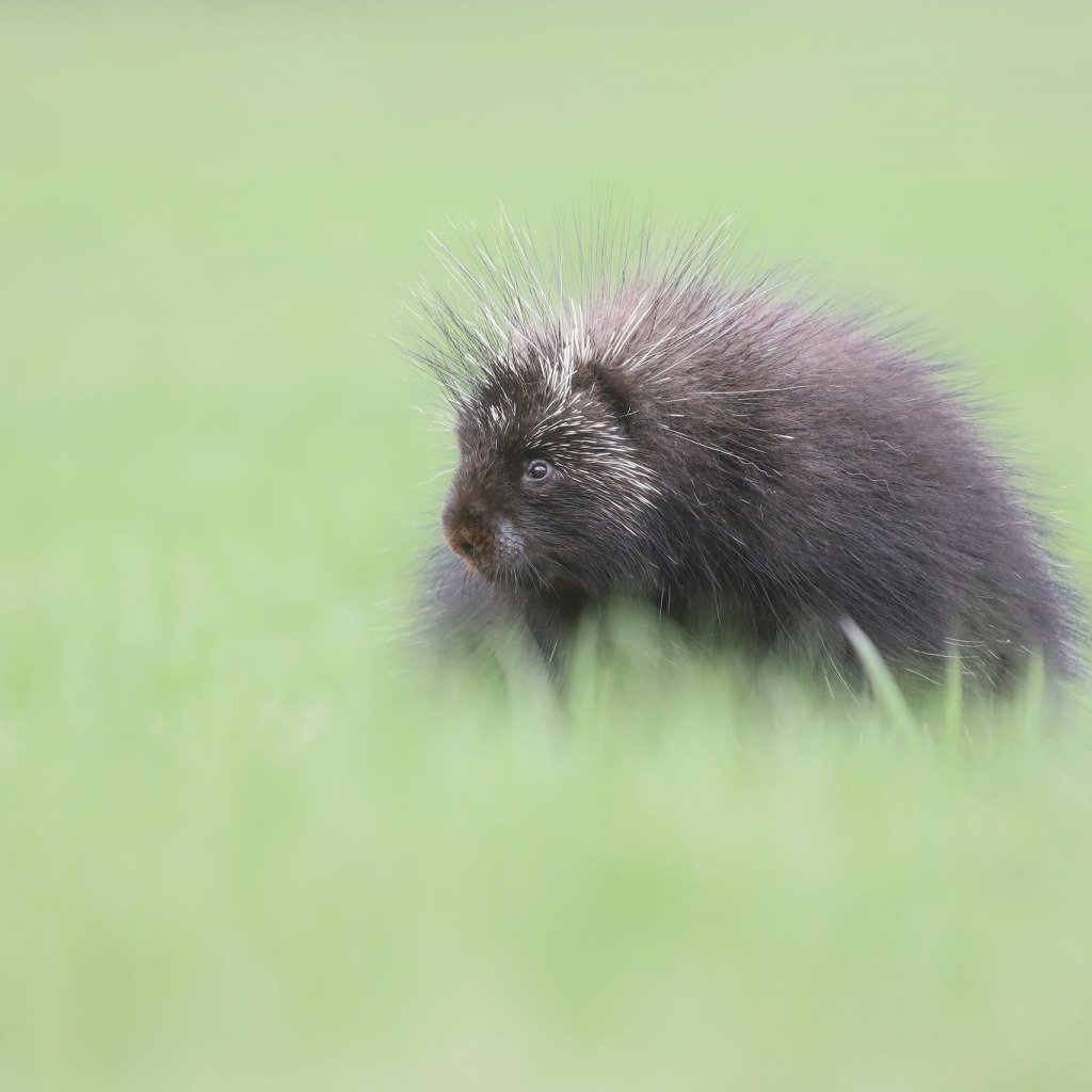 Дикобраз обои