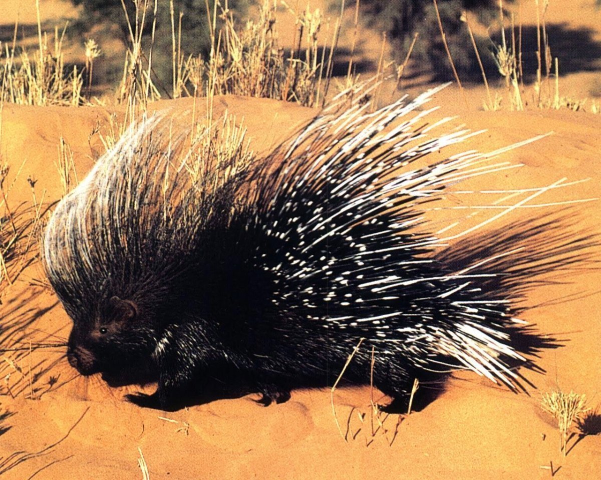 Детеныш дикобраза