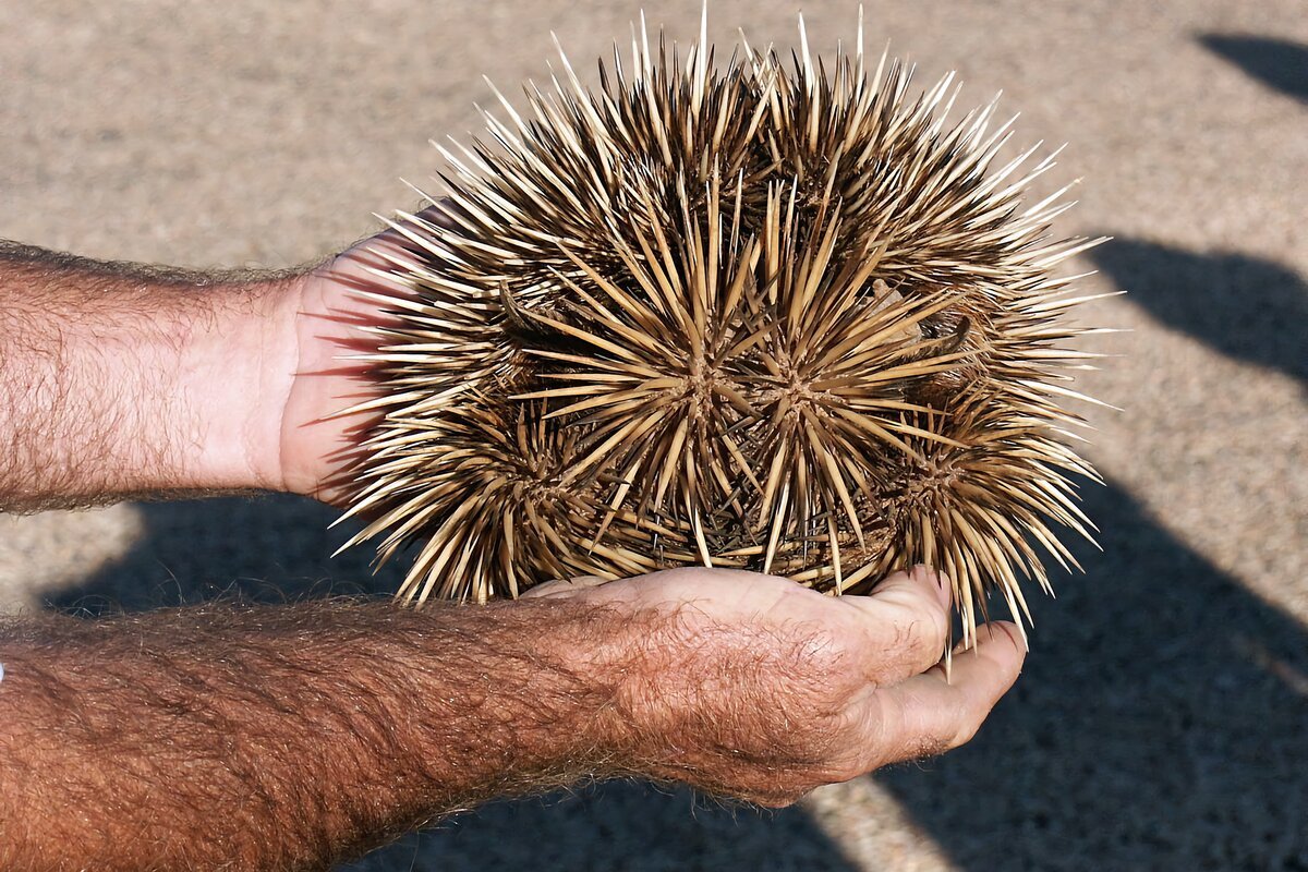 Жёсткоиглый Дикобраз