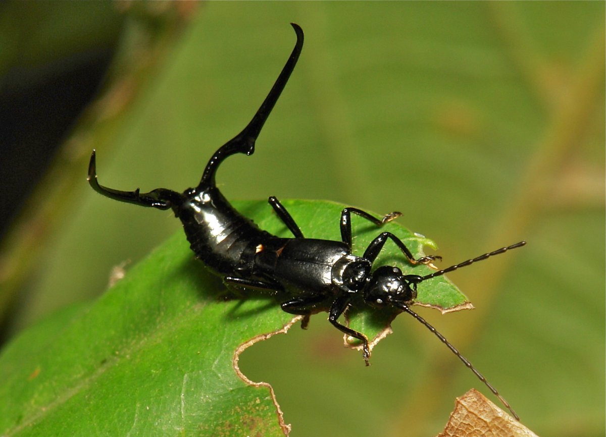 Forficulidae уховёртка