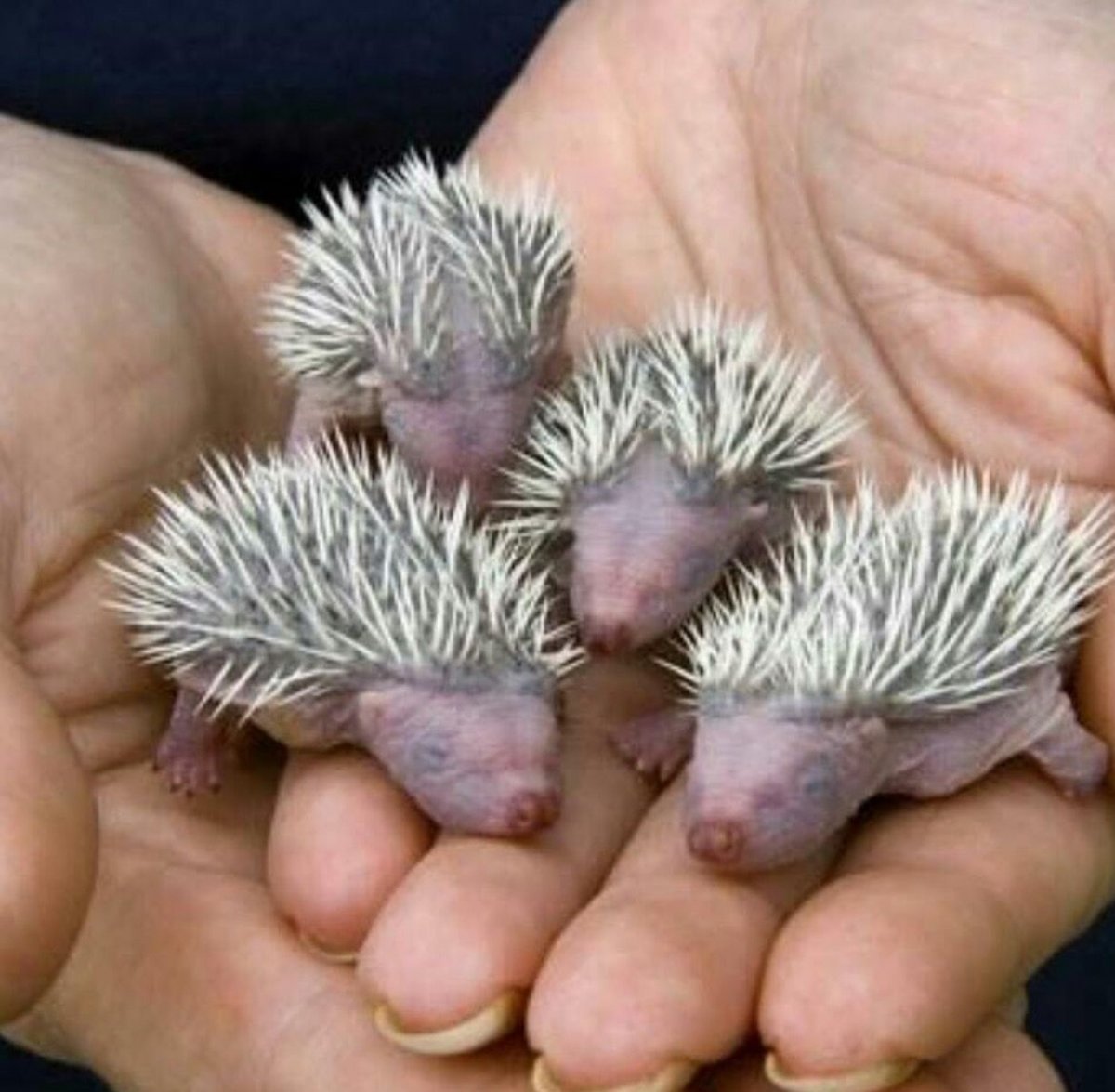 Дикобраз Закавказья