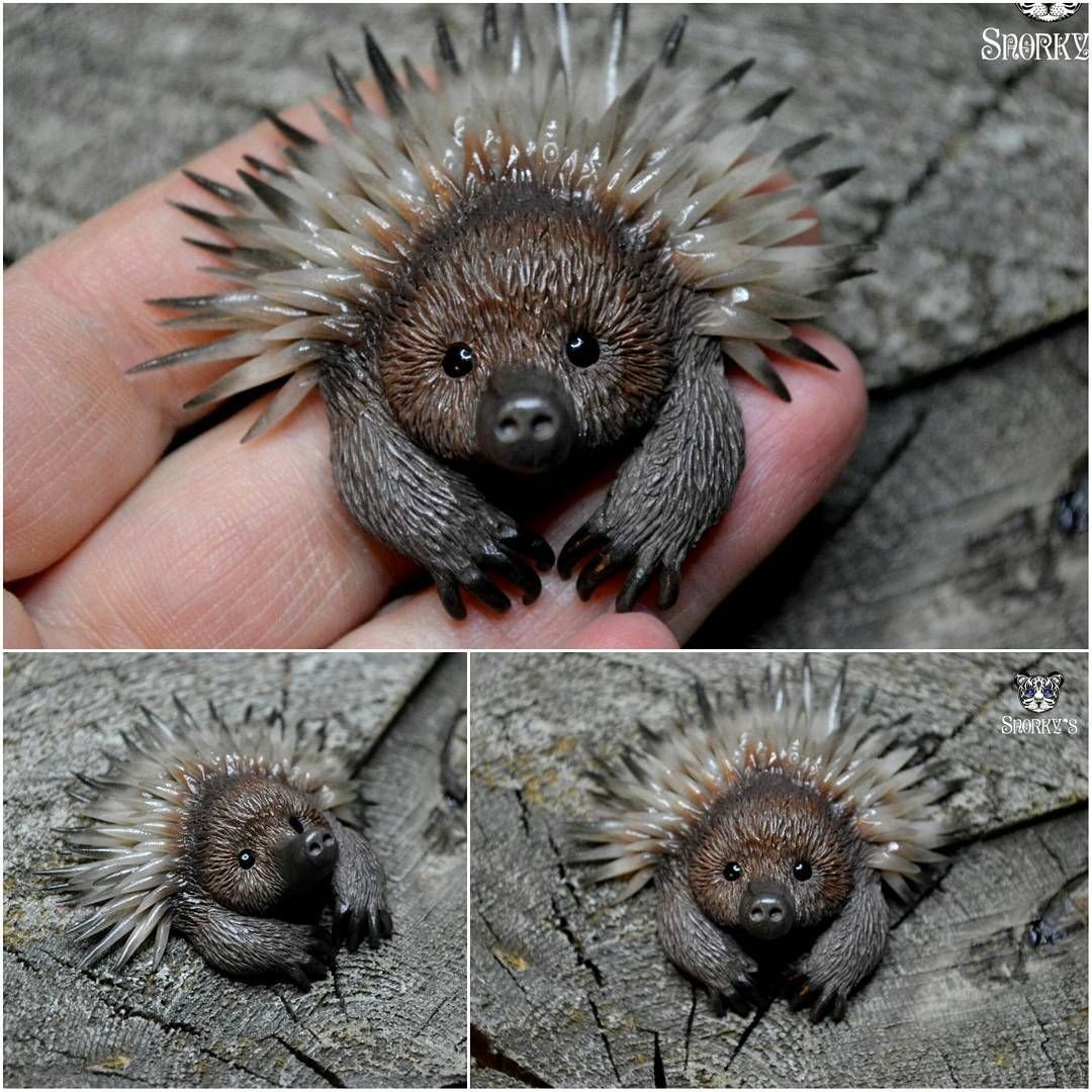 Дикобраз смешной