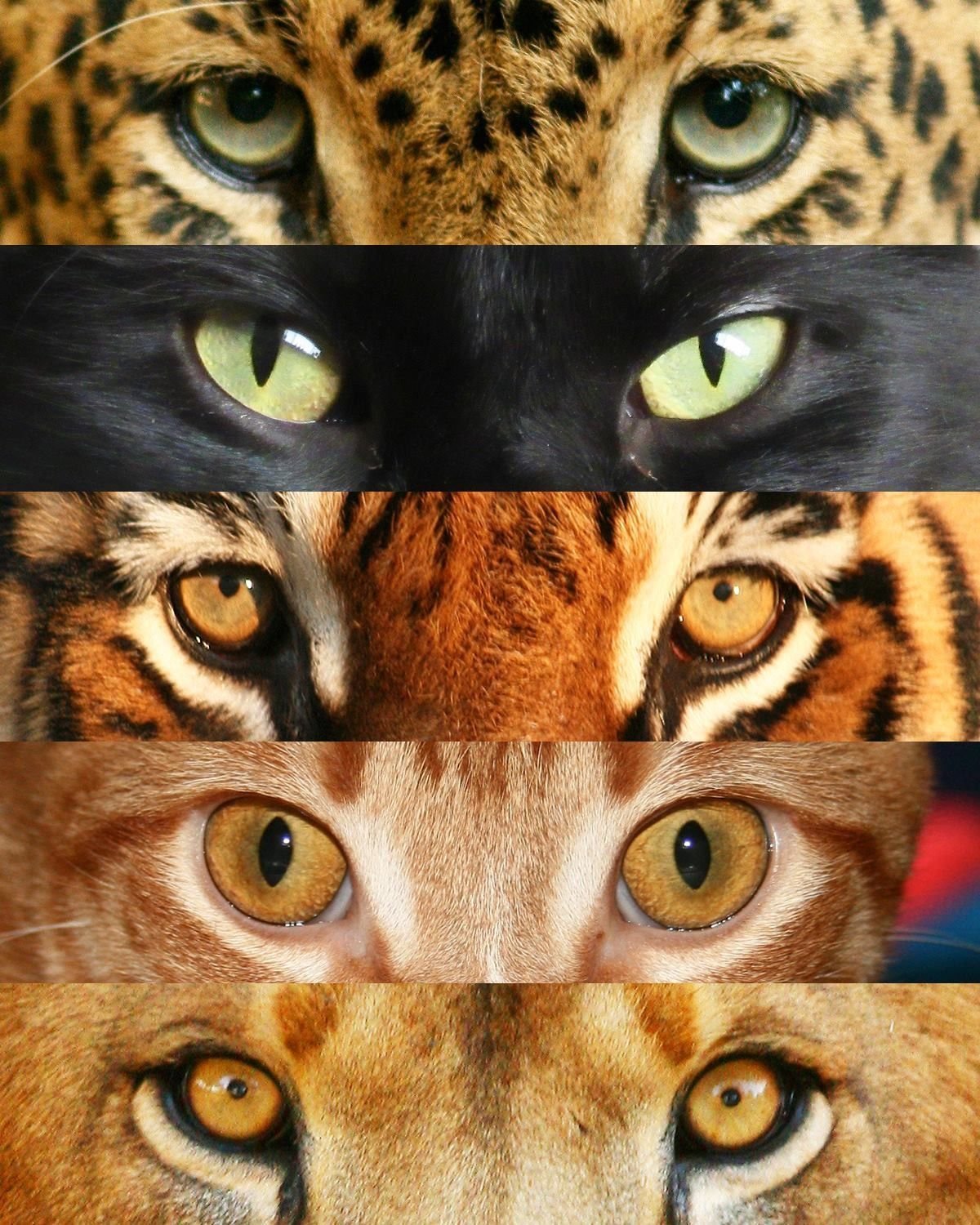 Какие глаза у зверей. Тигр леопард гепард Ягуар. Глаза животных. Глаза диких животных. Глаза зверя.
