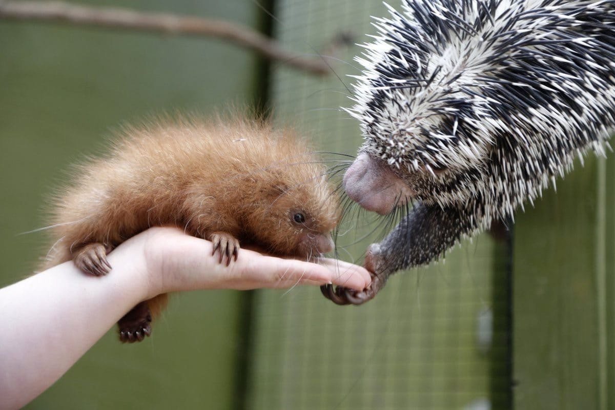 Маленький дикобразик