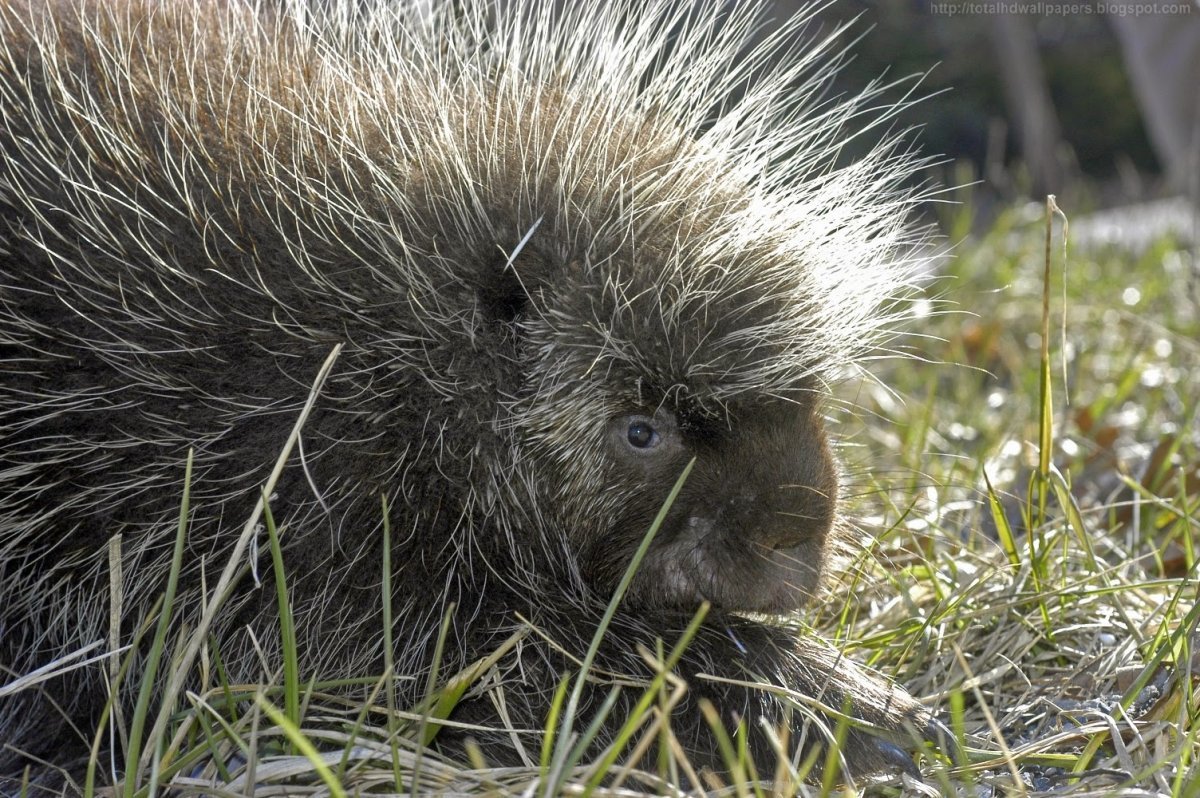 Колючий но не еж