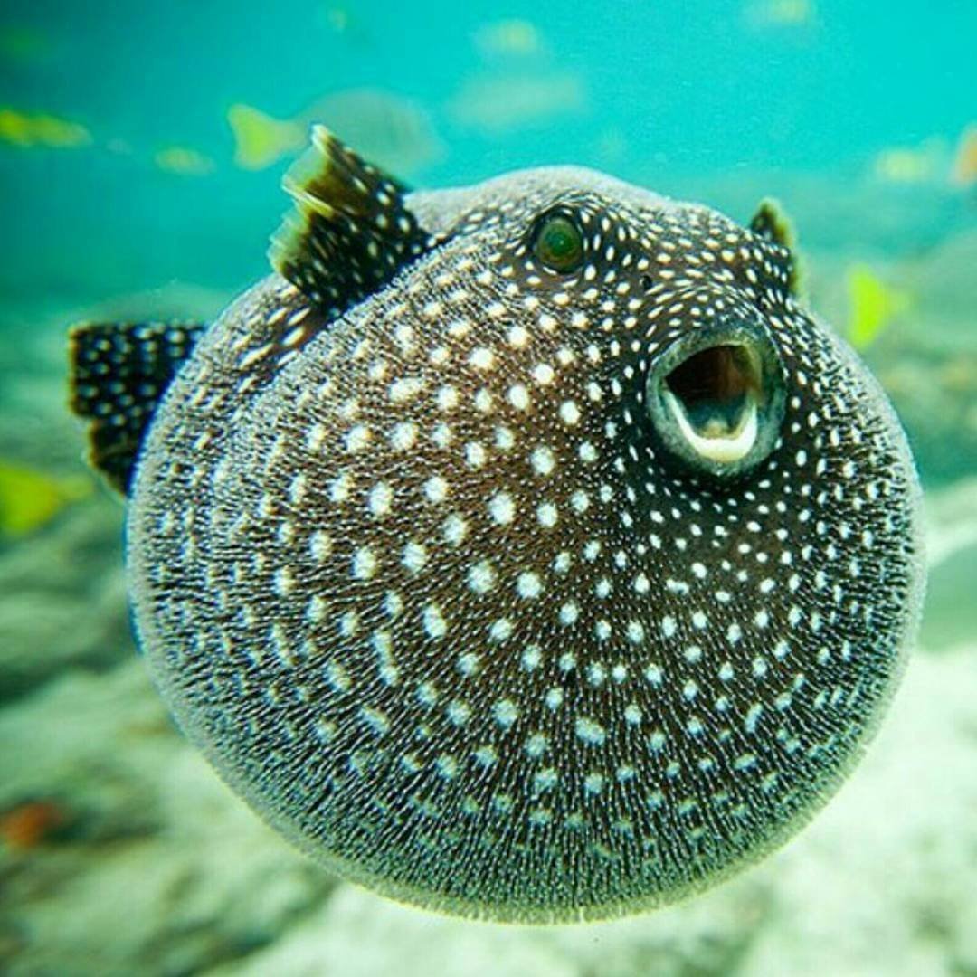 Рыбка телескоп черный