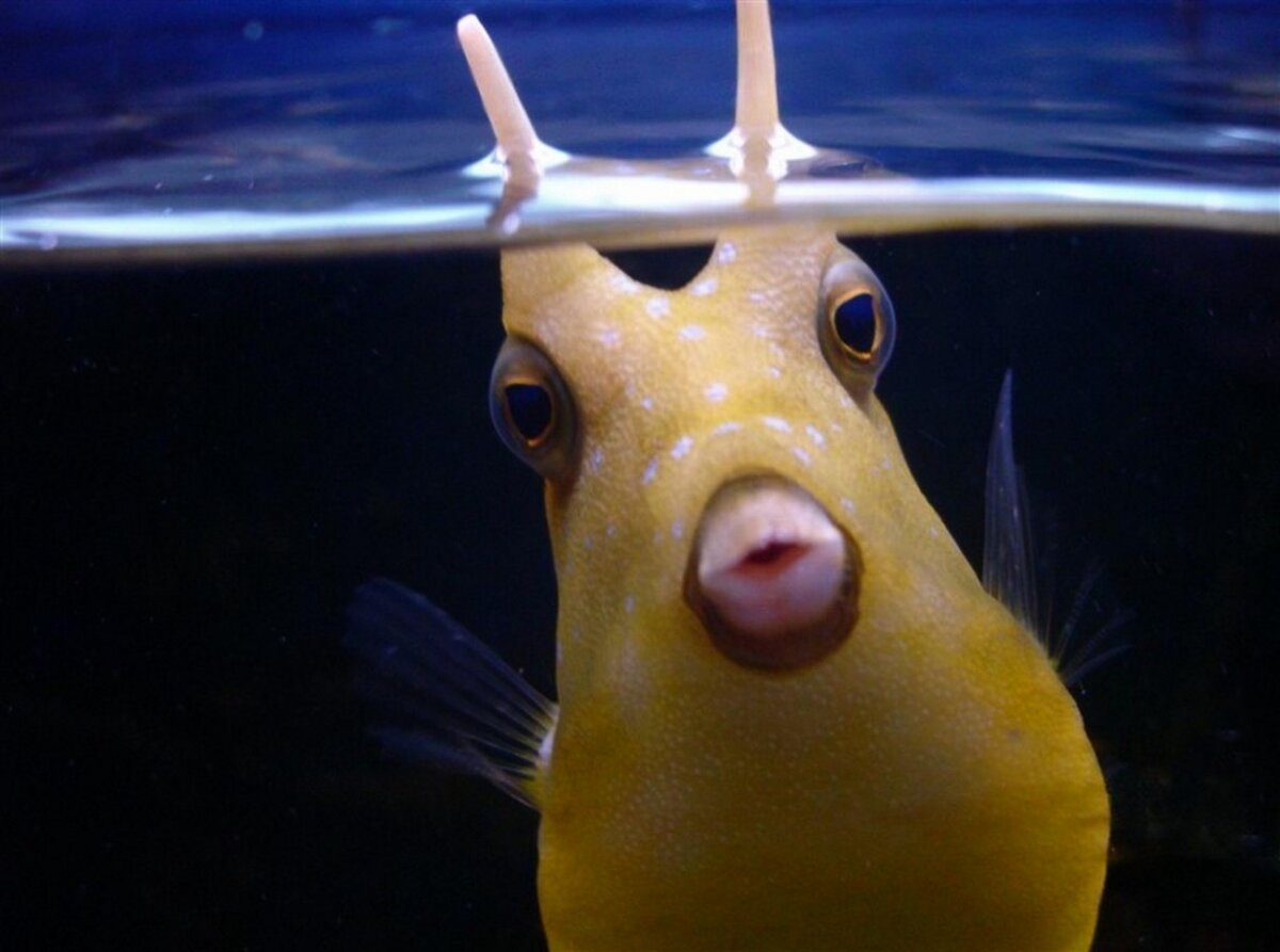 Европейская Химера рыба