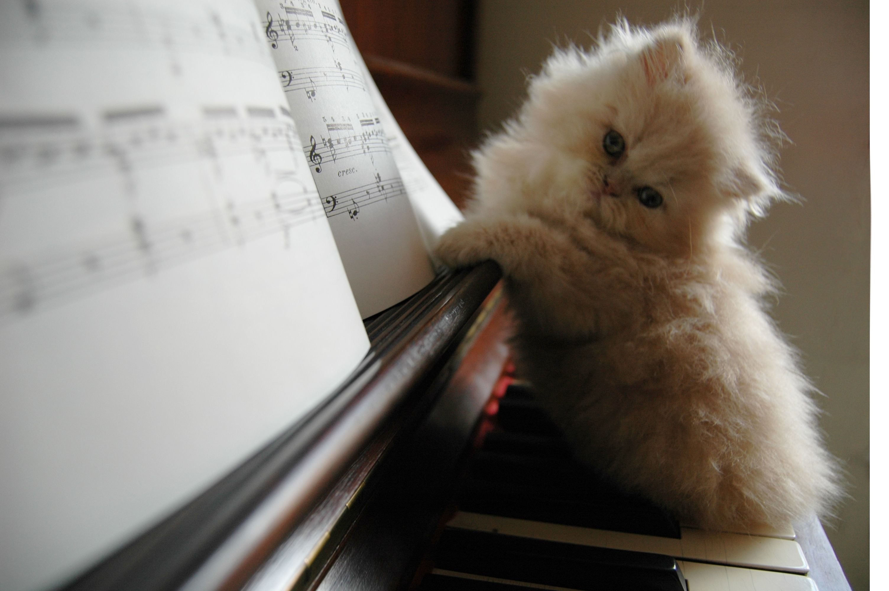 Музыка песни для настроение. Пианино «котёнок». Кот за роялем. Кошки и фортепиано. Кот на пианино.