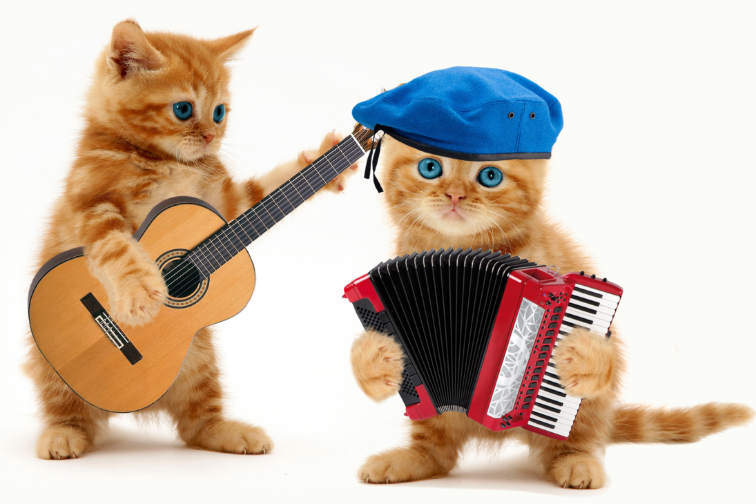 Включи кот петь. Кот с гитарой. Котик поет. Кошки с музыкальными инструментами. Животные с музыкальными инструментами.