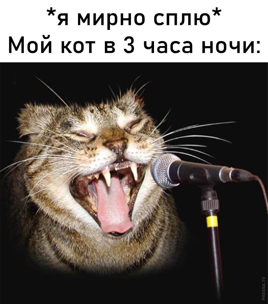 Кот поет