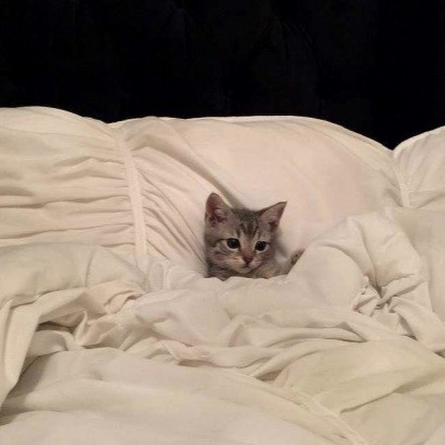 Корги и самоед