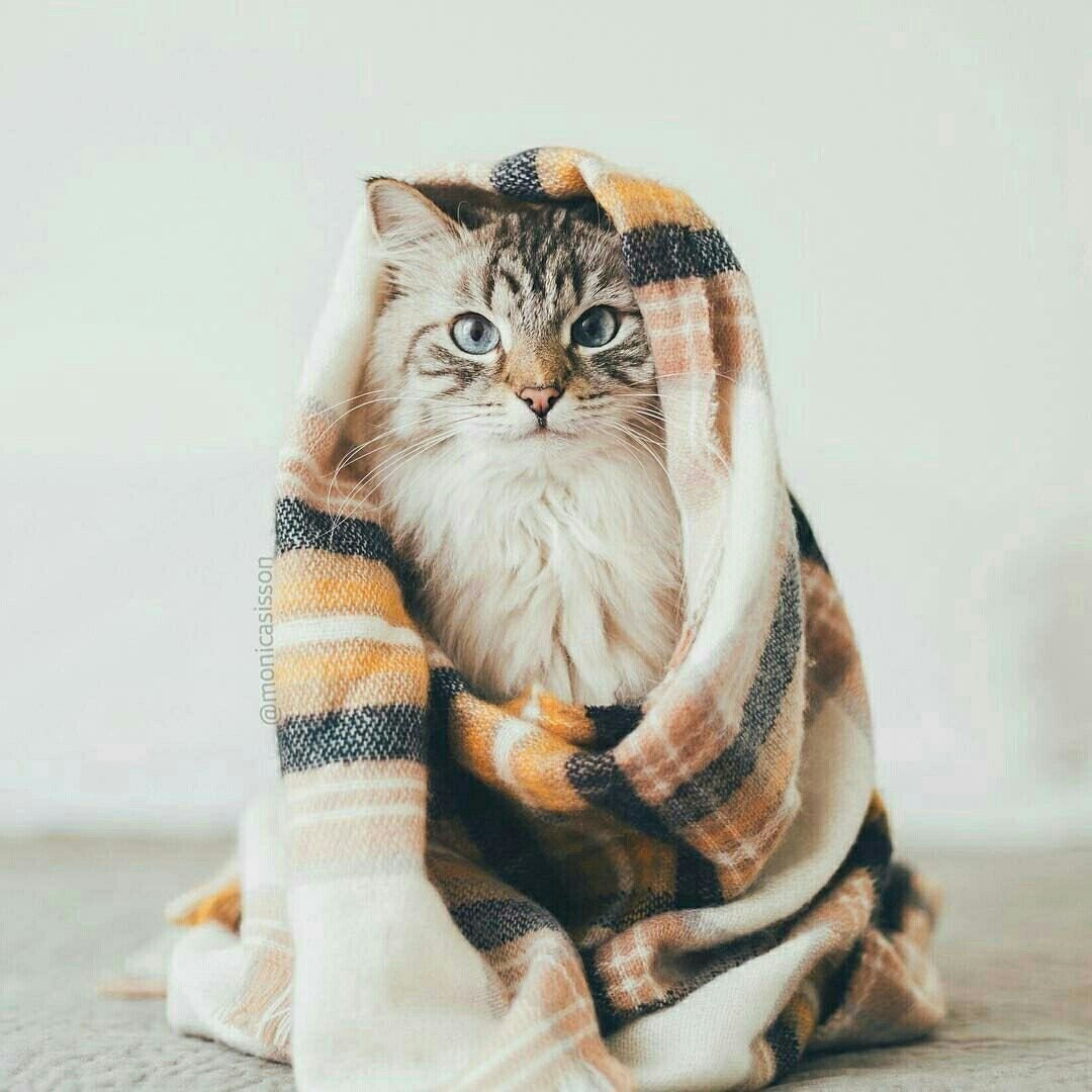 Кот в пледе
