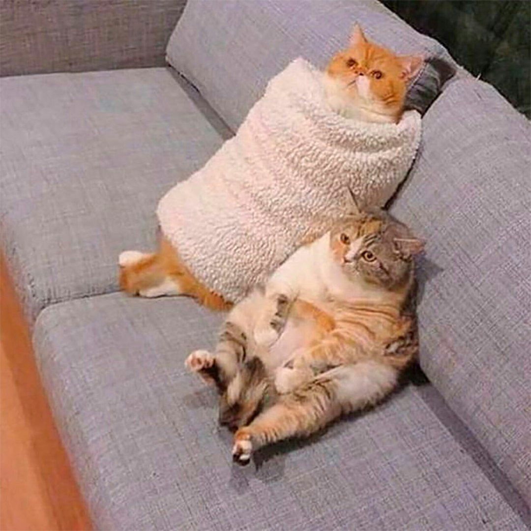 Котик в постели