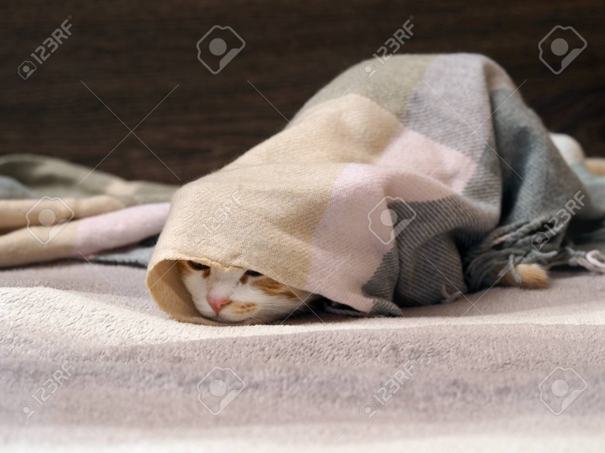 Котик завернутый в одеяло