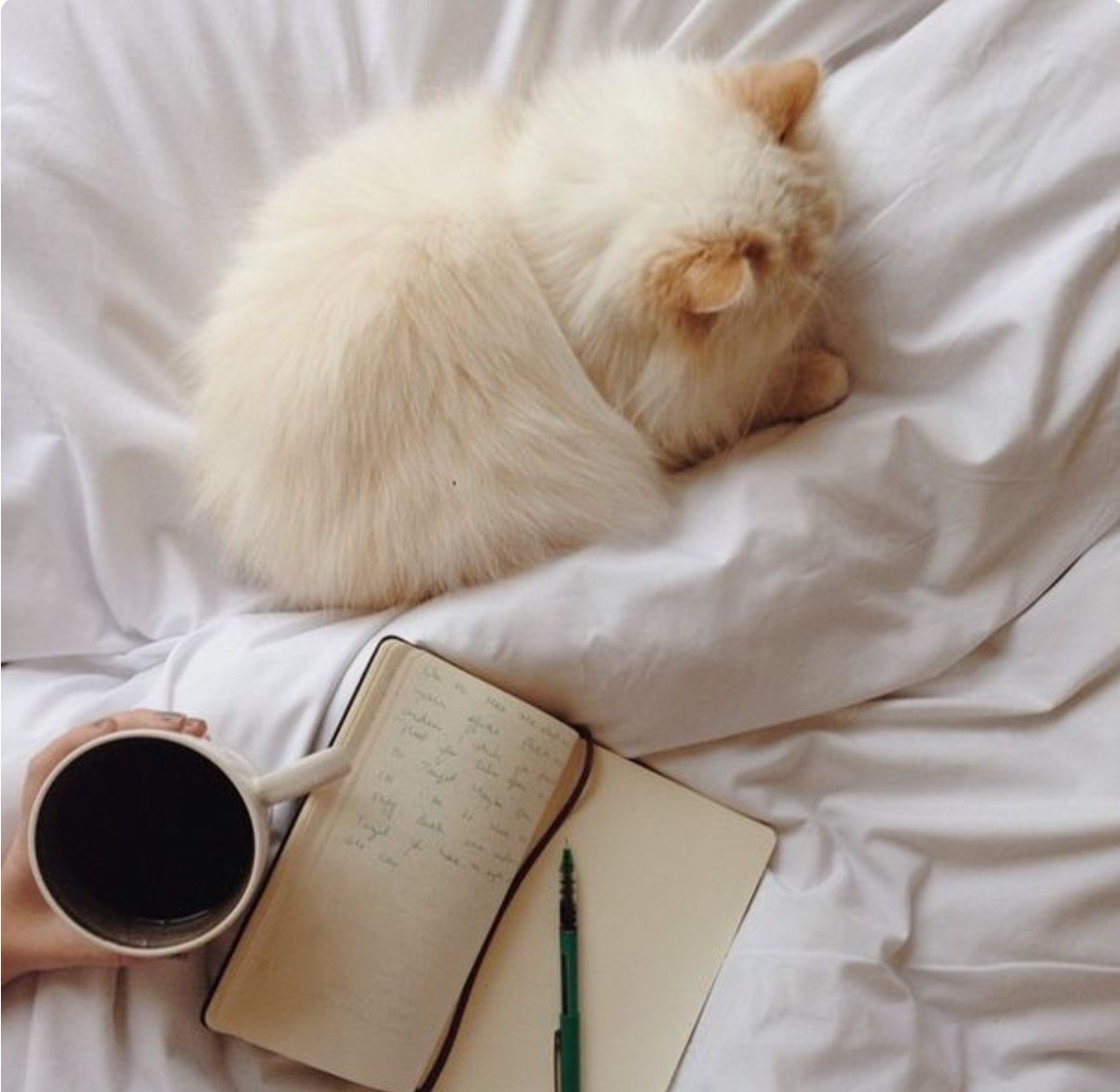 Кот укутался в плед