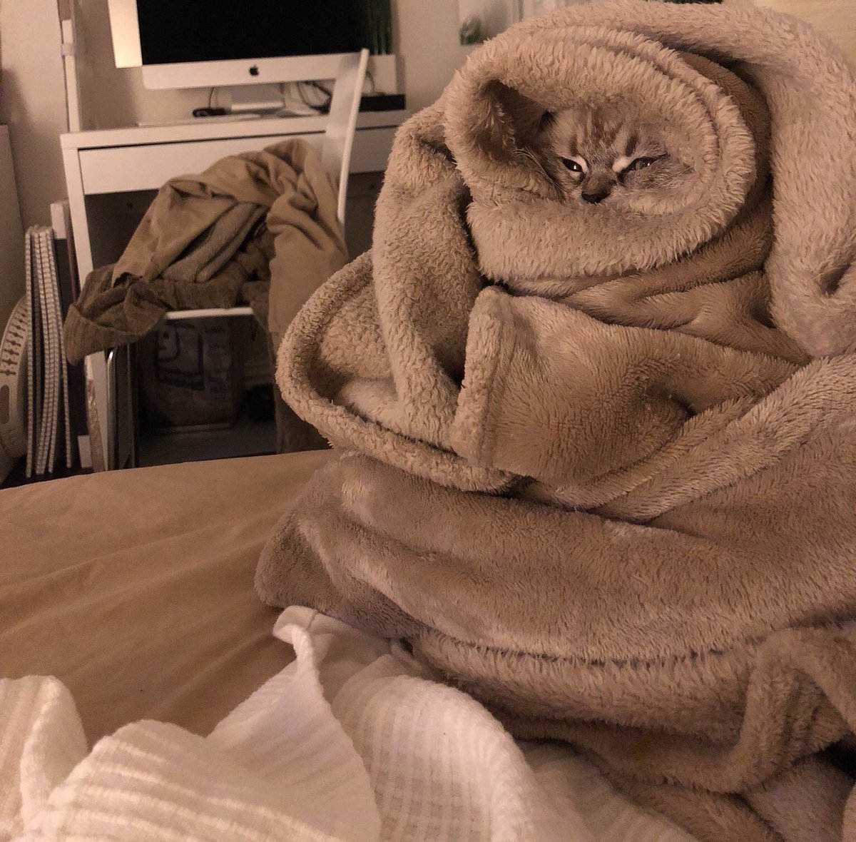 Кот закутанный в плед