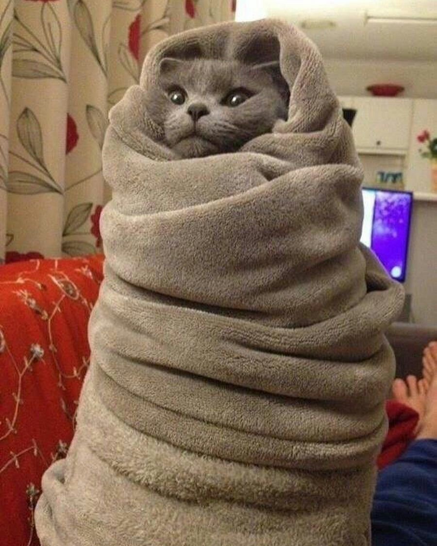 Кот в полотенце