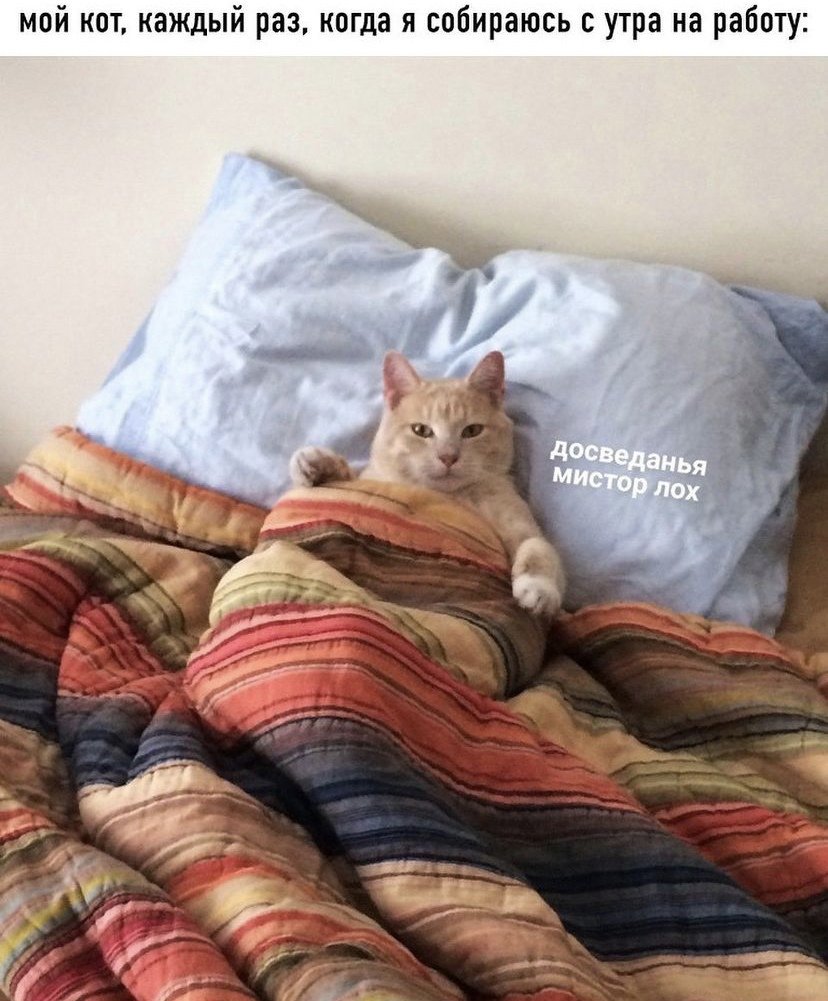 Кот в пледе