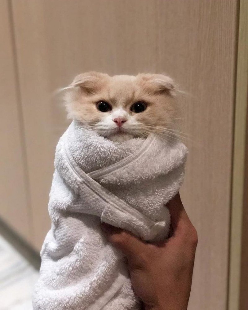 Укутанный котенок
