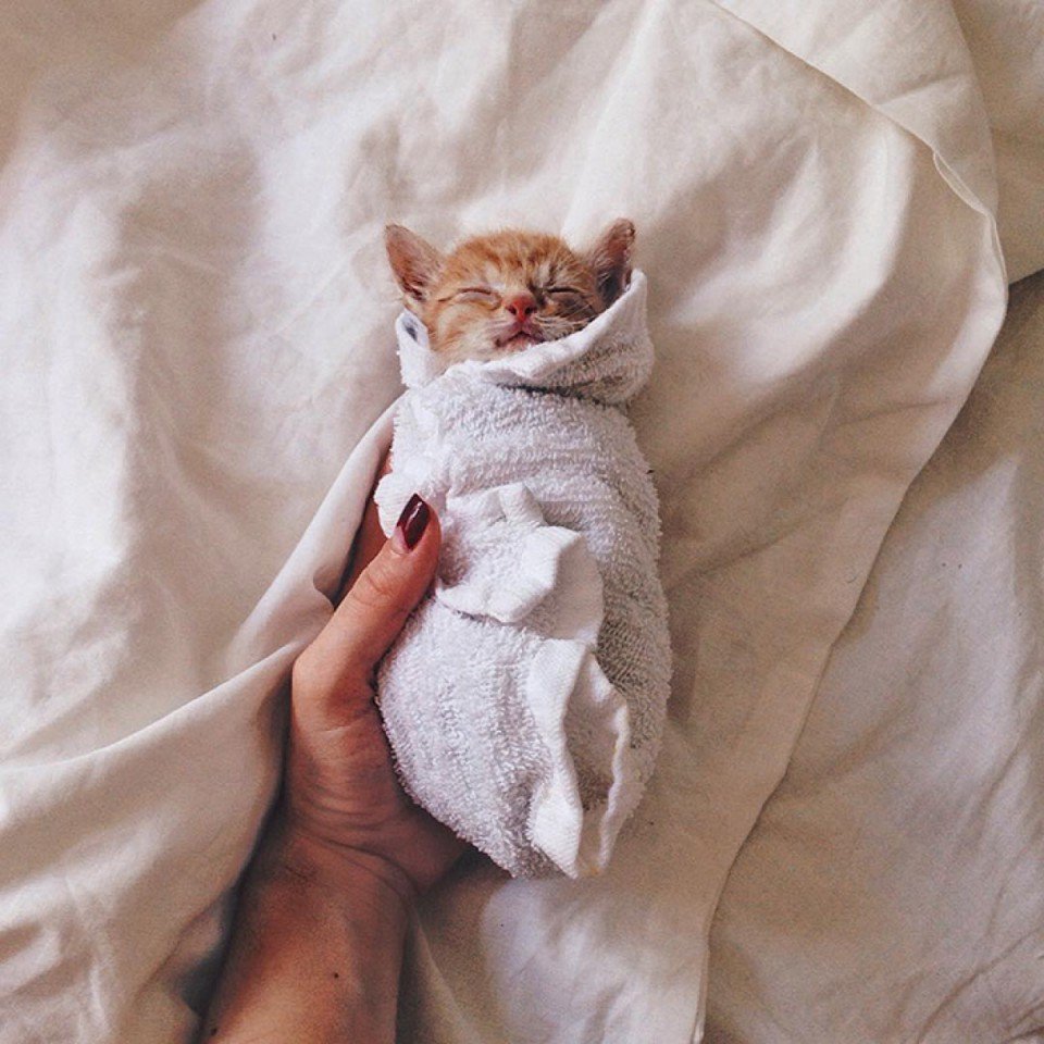 Рыжий кот в одеяле