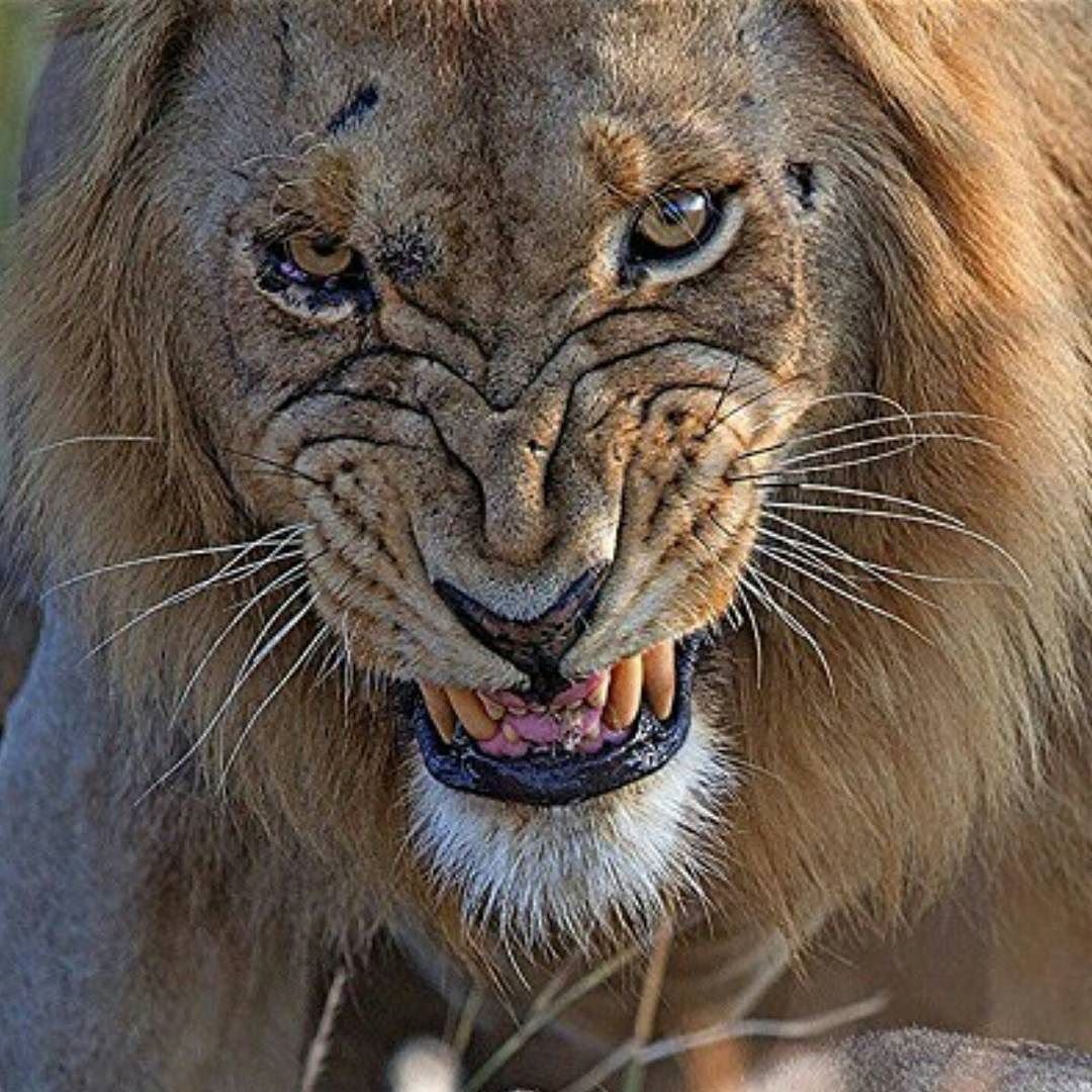 Львица оскал