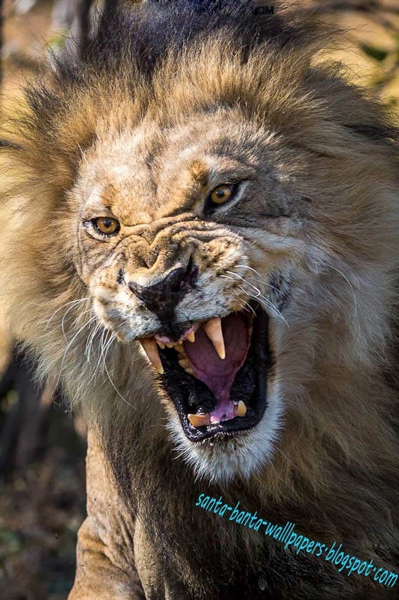 Львица на спине