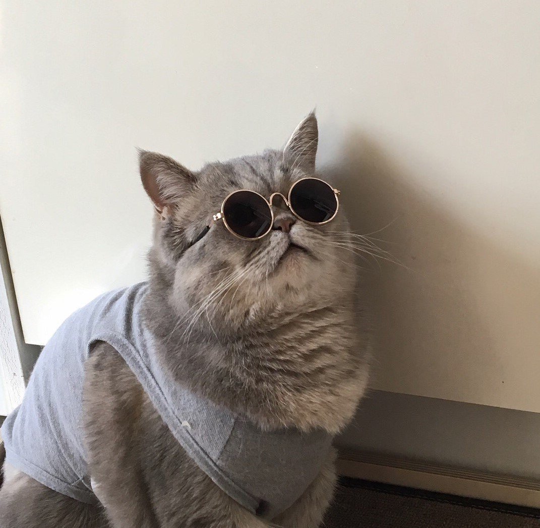 Кошки с милыми надписями